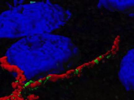 Kolokalizační studie – virové receptory